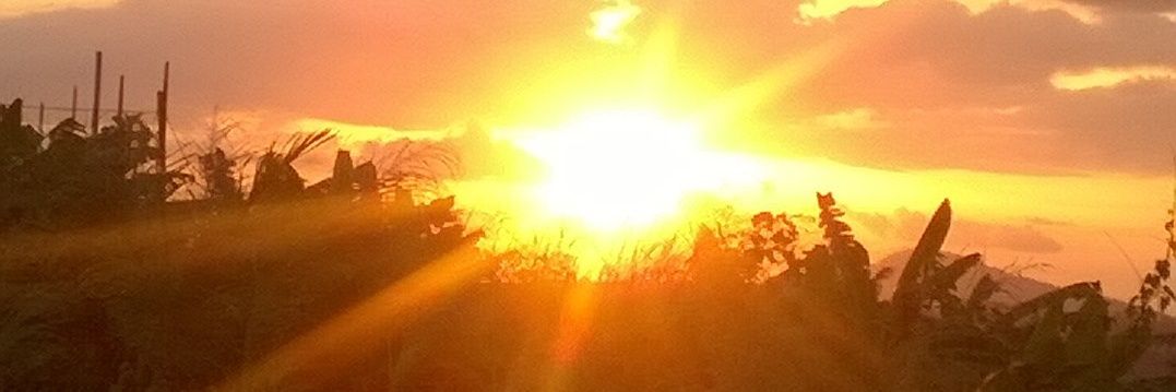 im_nosa's profile banner image
