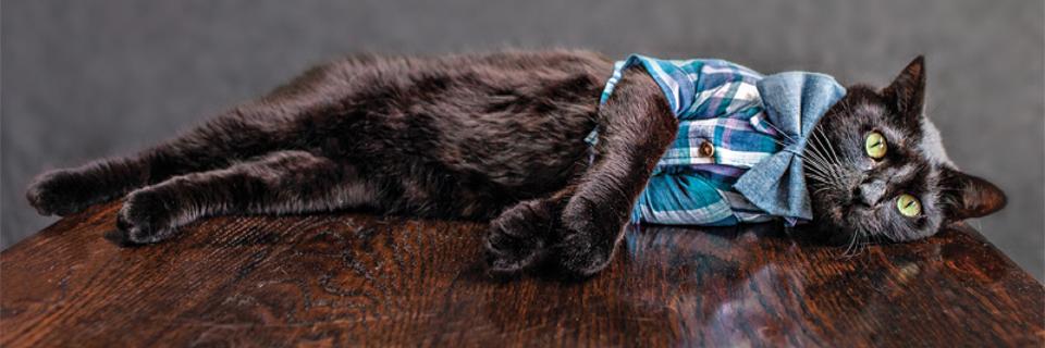 LuxPawsNYC's profile banner image