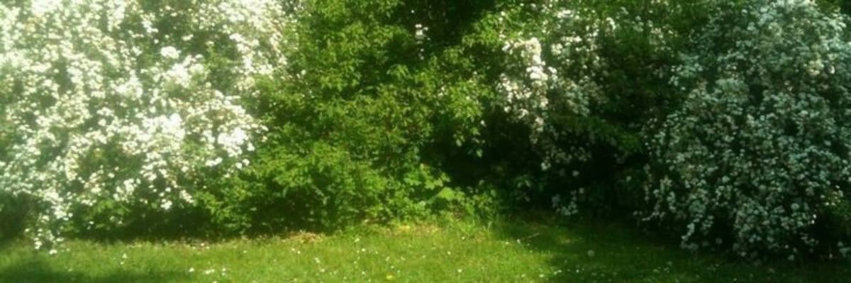 ✶ banner