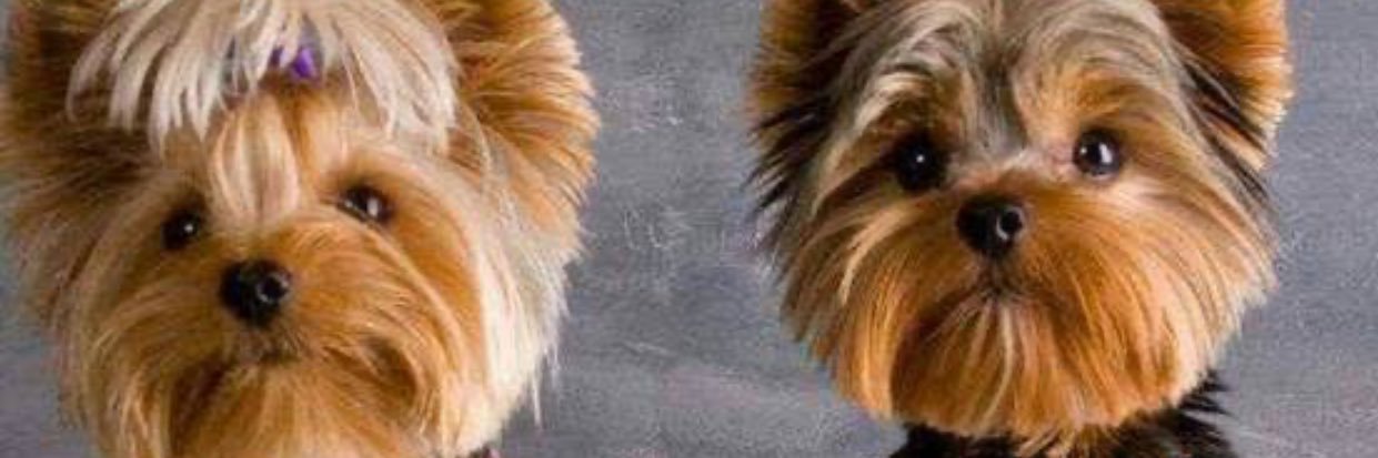 RealPrincEstate's profile banner image
