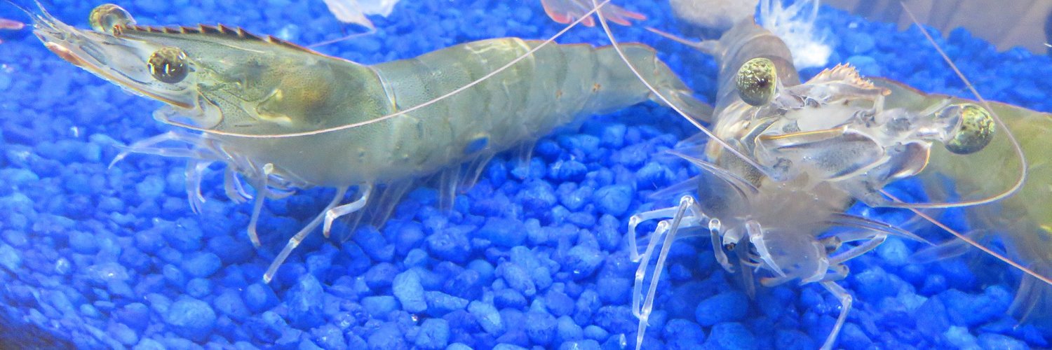 NaturalShrimp banner