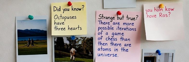 Clover 🍀 🦋 🔎 banner