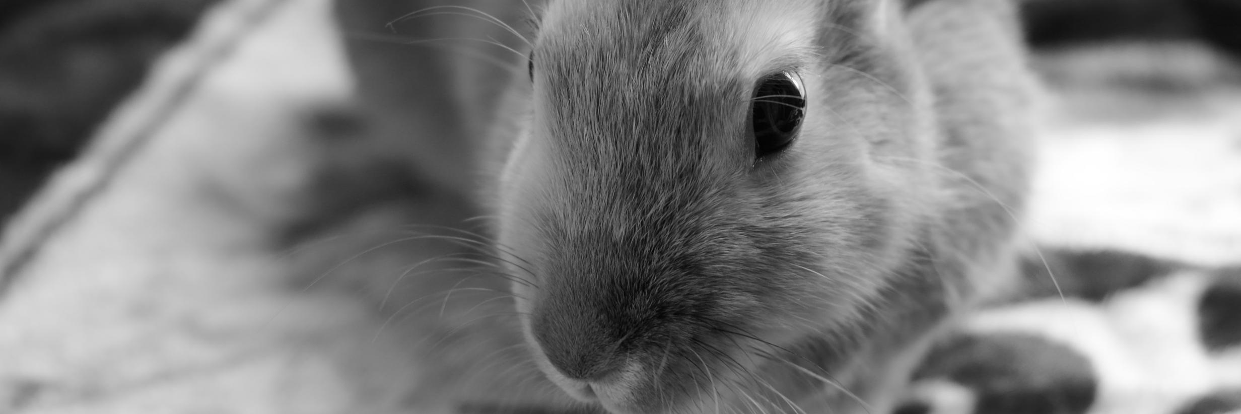 おすしーX banner