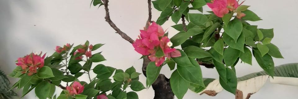 fiitriimbuull's profile banner image