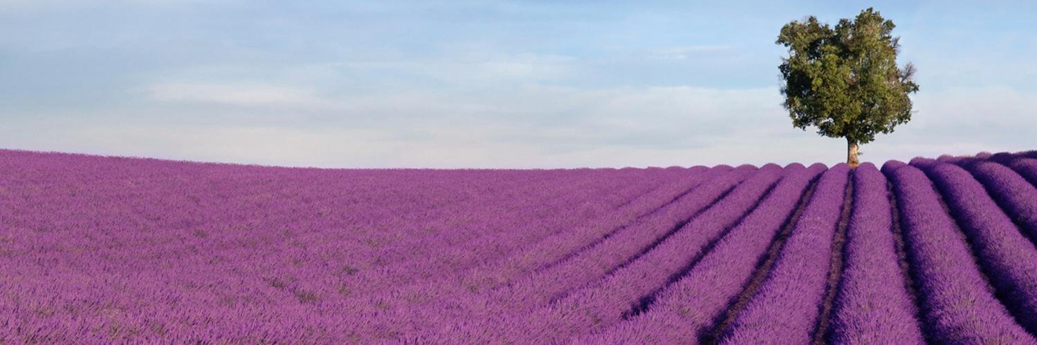 Hablemos de Alzheimer y Demencia banner