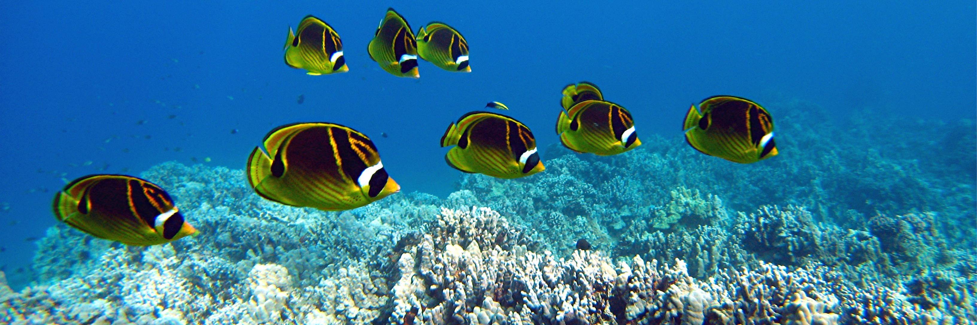 WaileaScuba's profile banner image