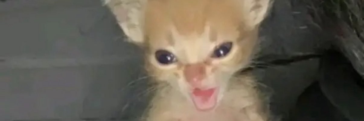 Derpycakes_'s profile banner image