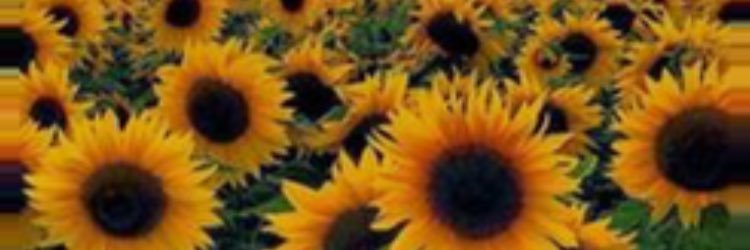 Maccwinslow's profile banner image