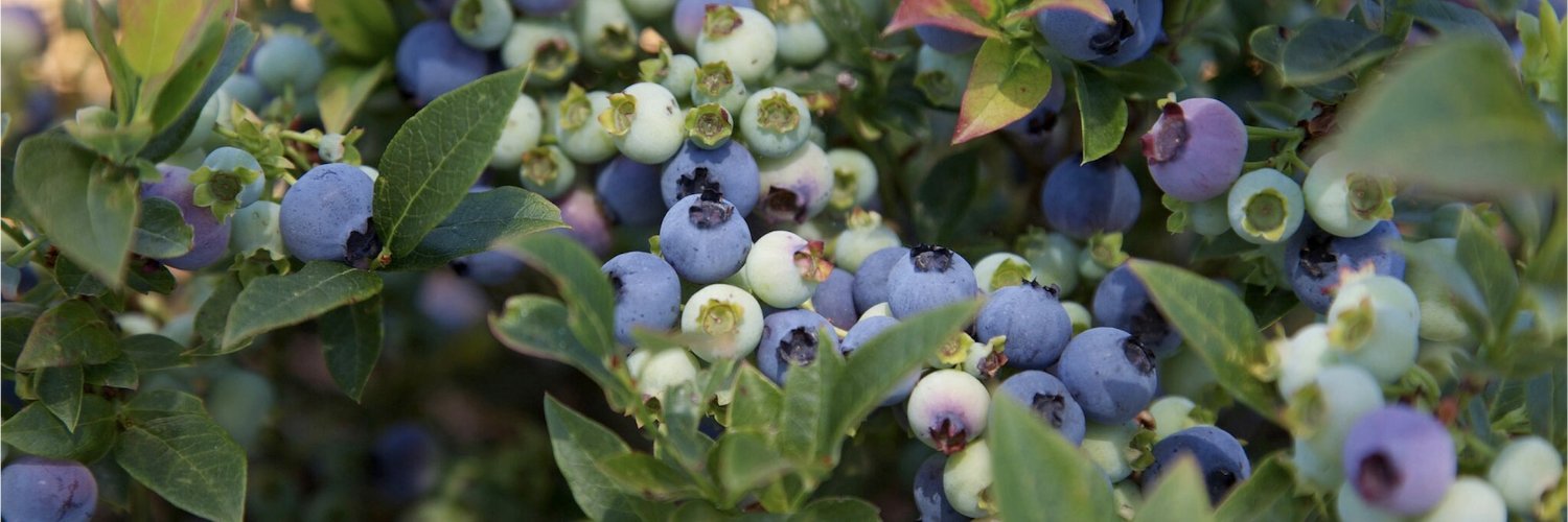 Bushel and Berry® banner