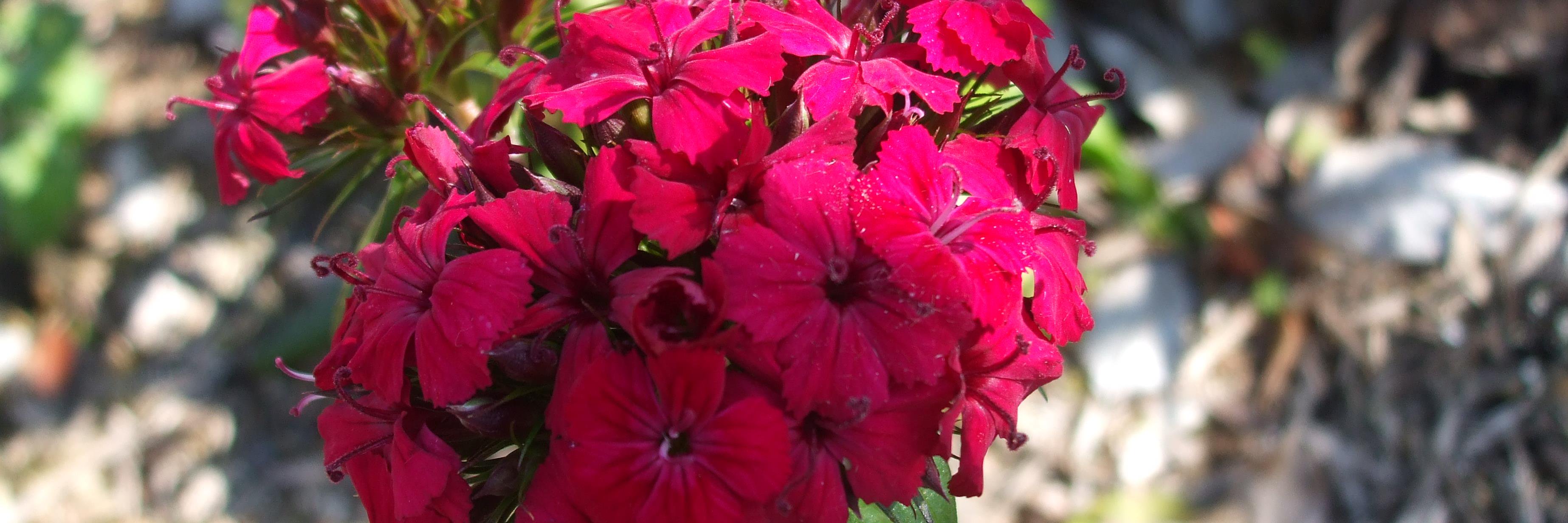 Chrissy is getting published! 🤩 banner