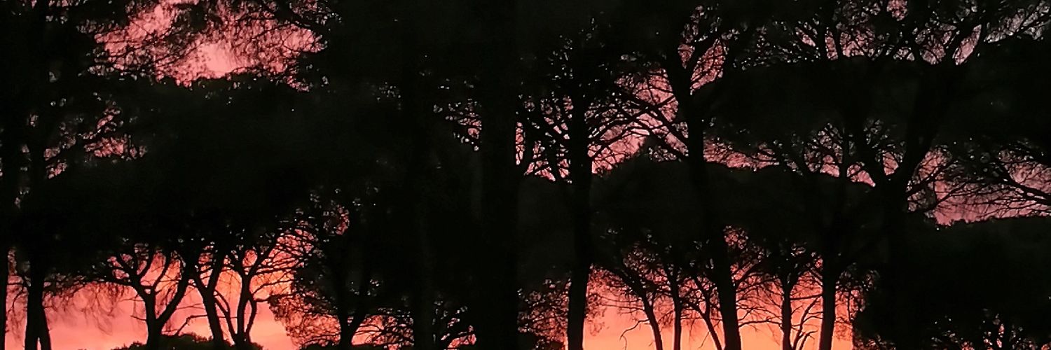 LiriodlBosque's profile banner image