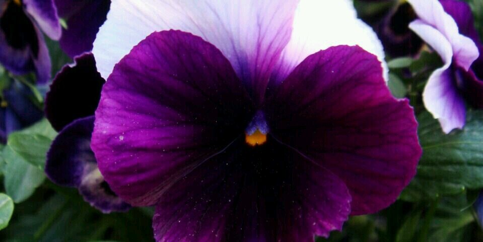 Gisselle Ramirez banner