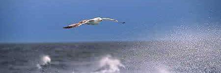 رائــد الشــمري banner