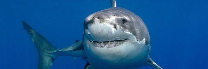 AGoodShark's profile banner image