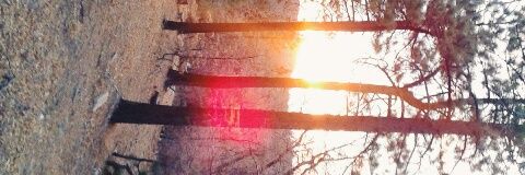 NashdaCarolina's profile banner image