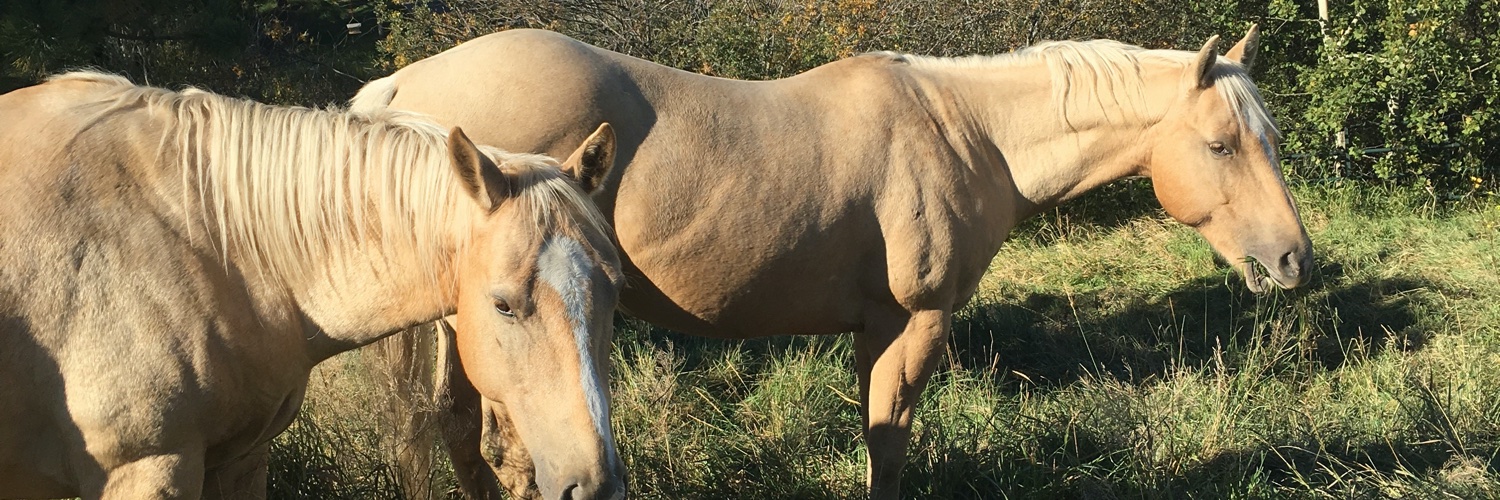 OhranchBob's profile banner image