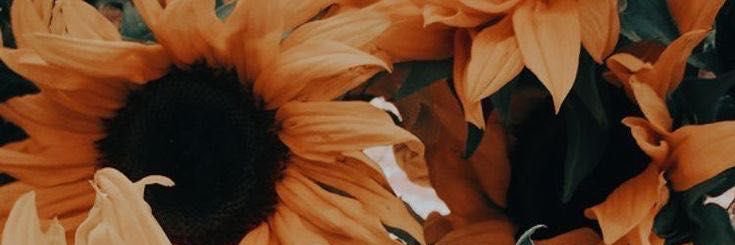 devan_stegner's profile banner image