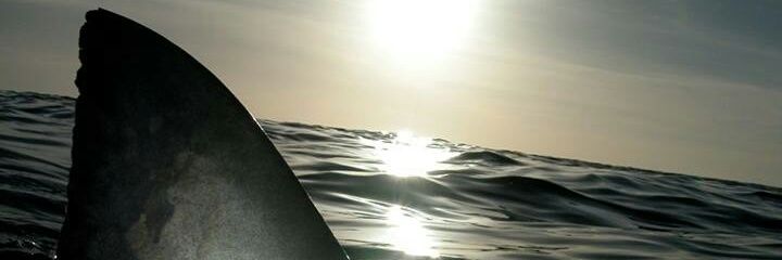 foreverbrody's profile banner image