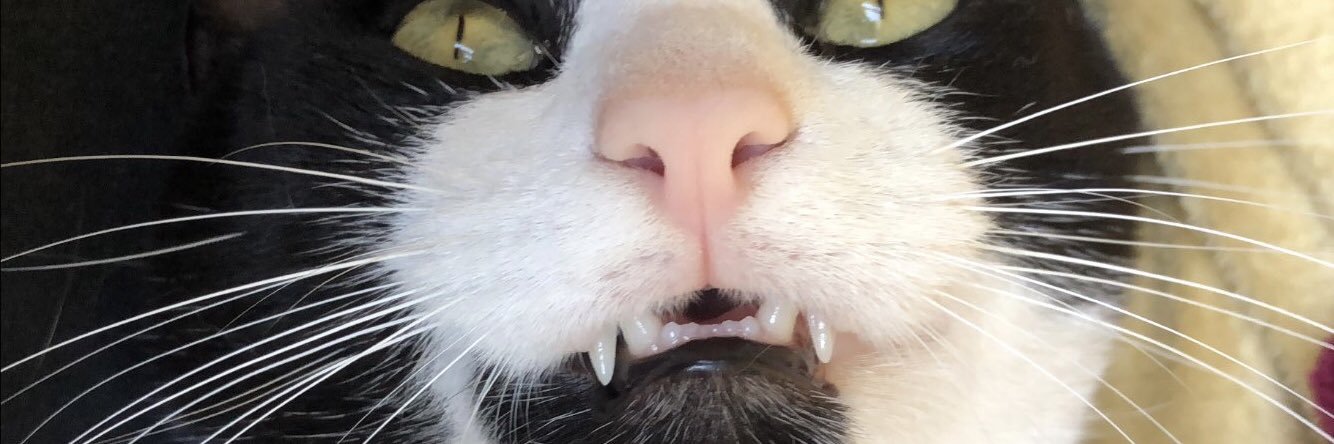 loloiaa's profile banner image