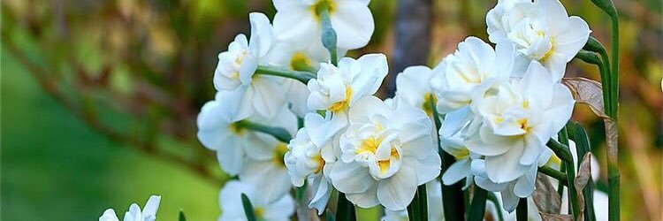 angel_alfaleh banner