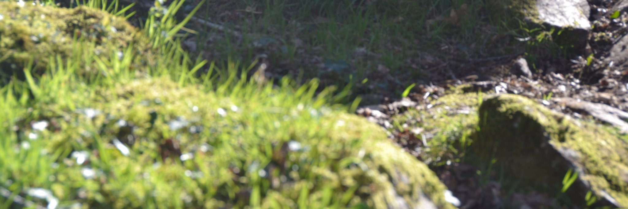 gwensomething's profile banner image