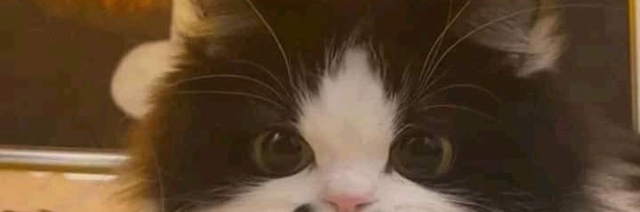 notjzln's profile banner image