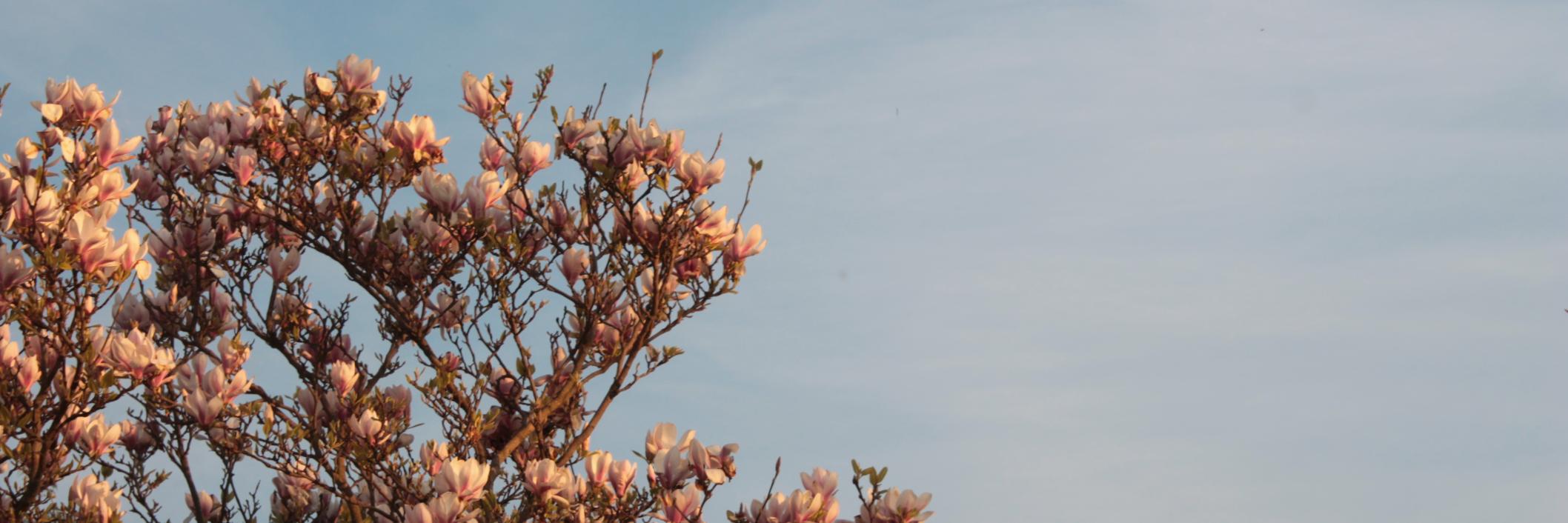 CosmticLover's profile banner image