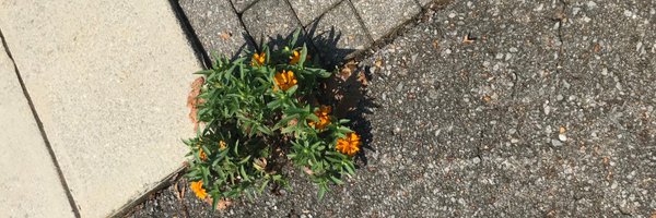 lisabeth66 Profile Banner