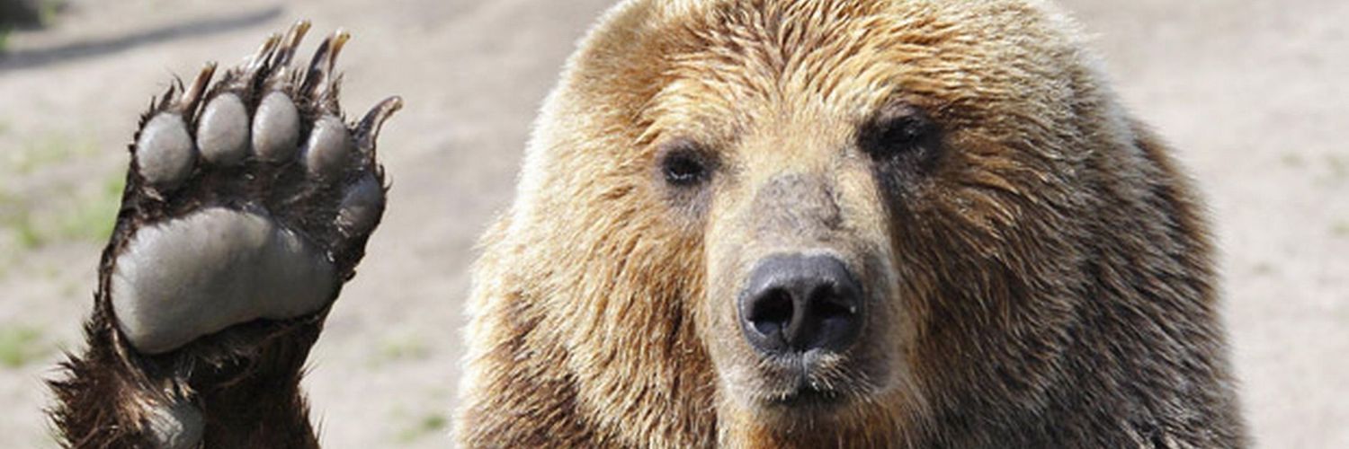 Pierce_Is_Bear's profile banner image