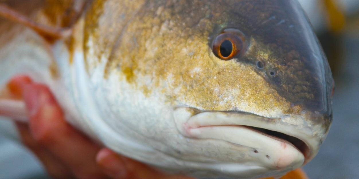 fishingprofs's profile banner image