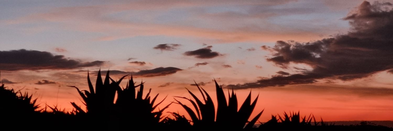 Sanguito con_ banner