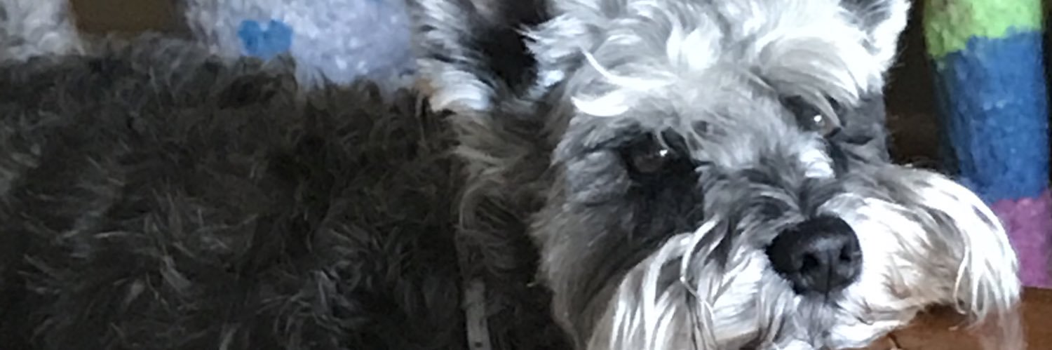 muydiminuta's profile banner image