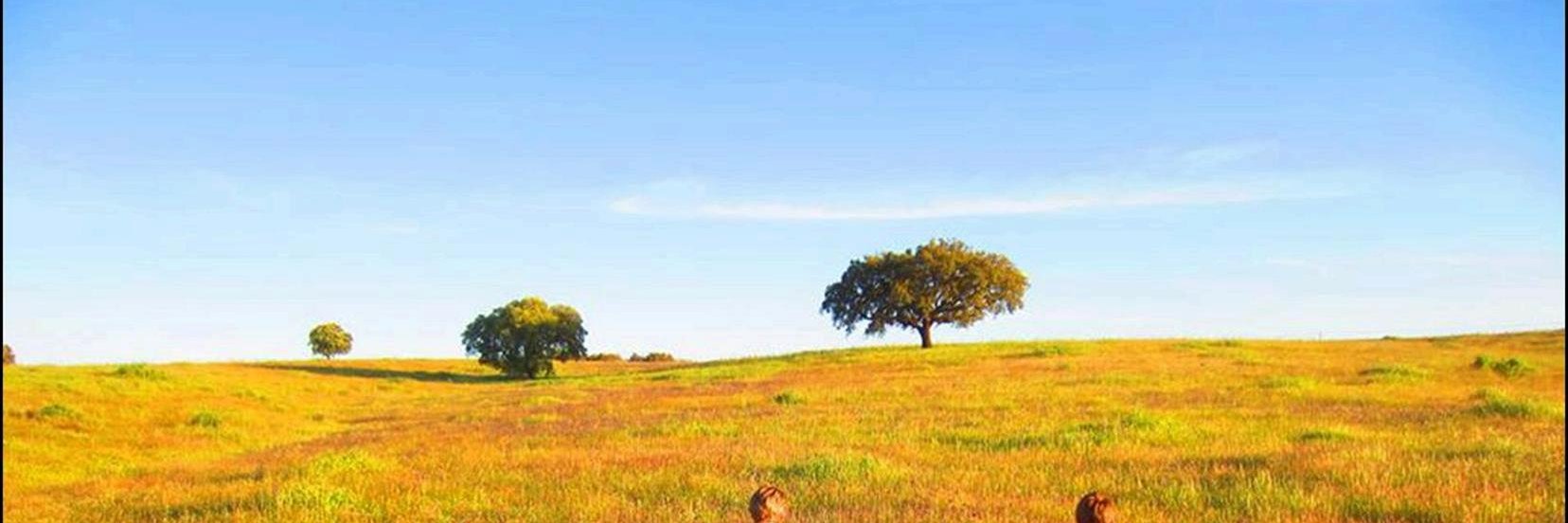 vlamberto's profile banner image