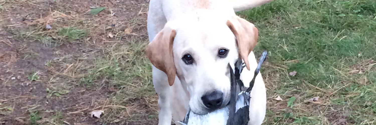 CollinEichner's profile banner image