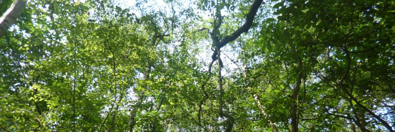 Brenda Pollack banner