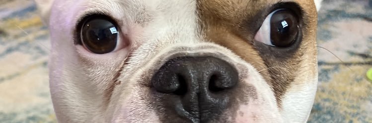 sierrajule's profile banner image