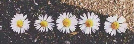 FatimaJaneth19's profile banner image