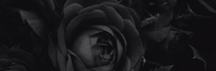 sofibelofiglio's profile banner image