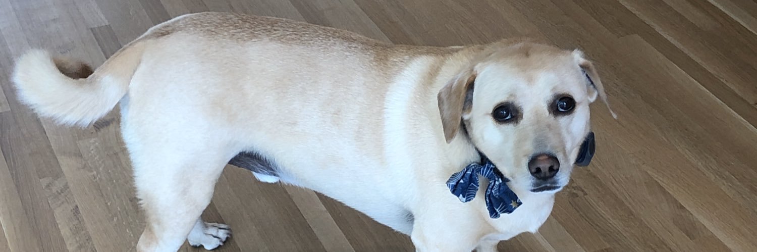 Matisse Hanson banner