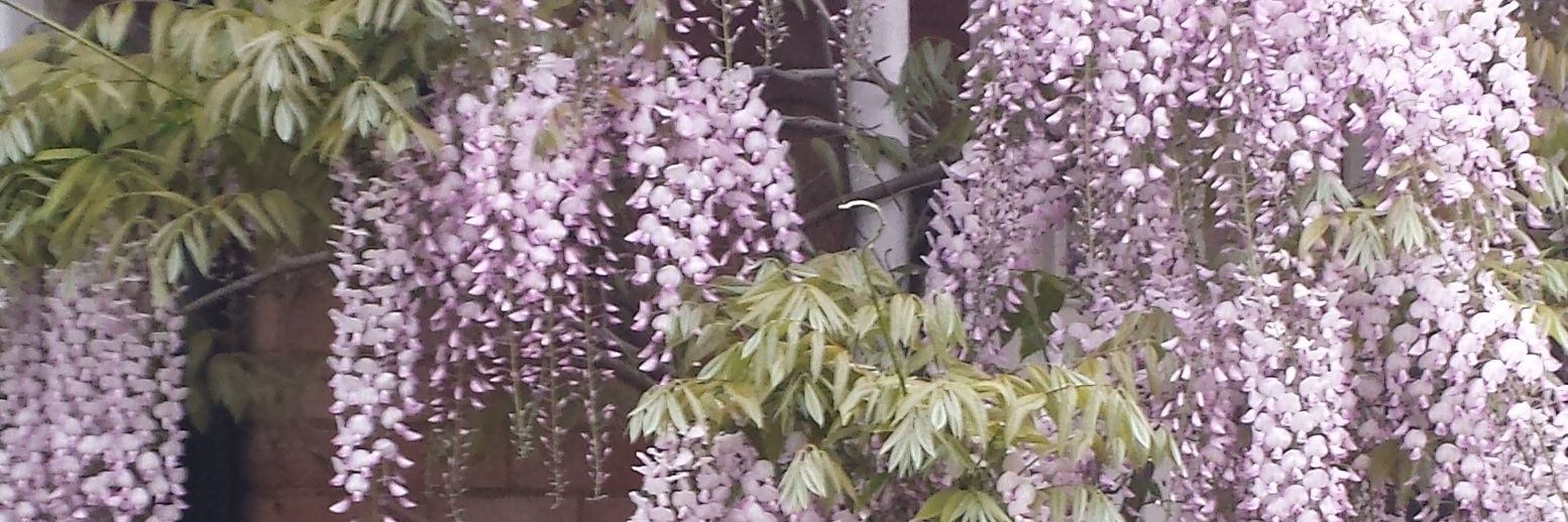 Rosemary_M's profile banner image