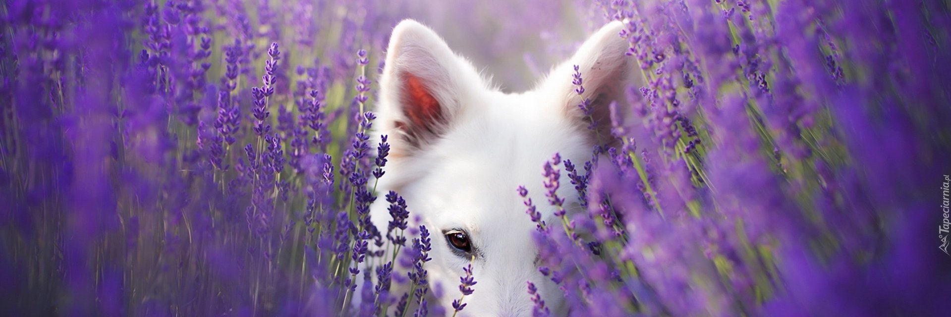 Bissst's profile banner image