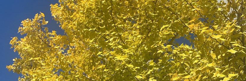 yoppiiaui's profile banner image