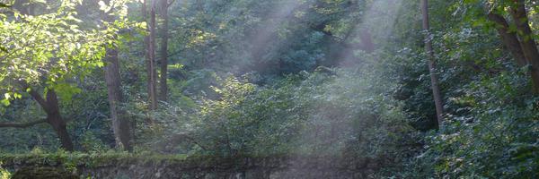 KStJBirdblog Profile Banner
