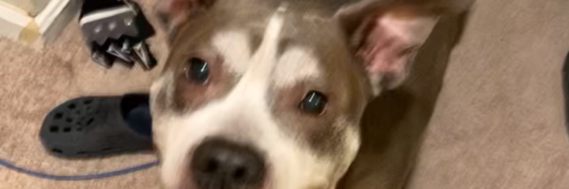 $HANOO banner