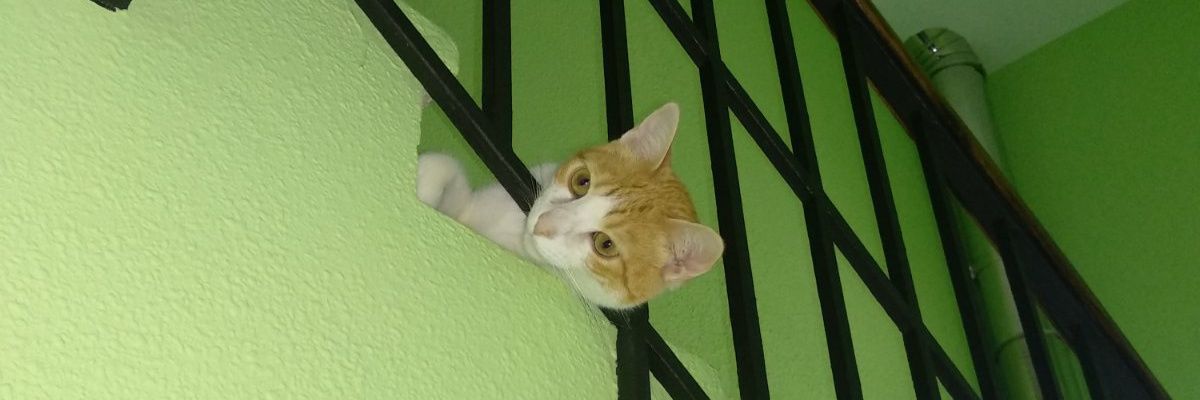 rgpicota1's profile banner image
