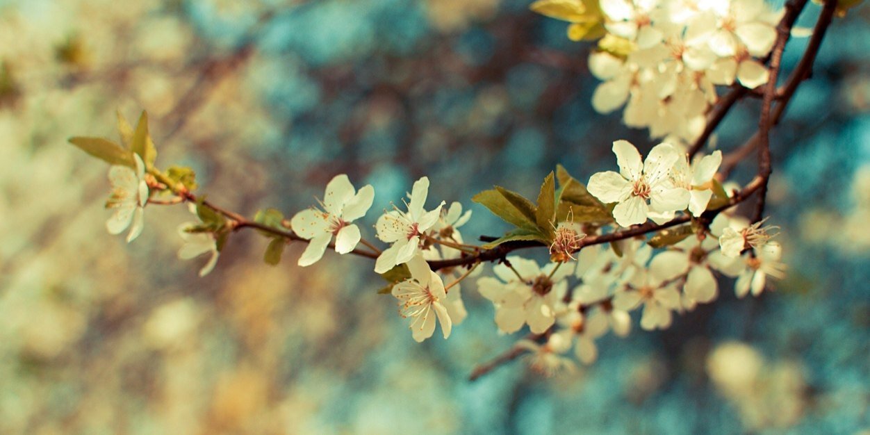 Melagrillon's profile banner image