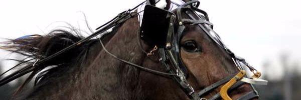 alertesmstierce's profile banner image