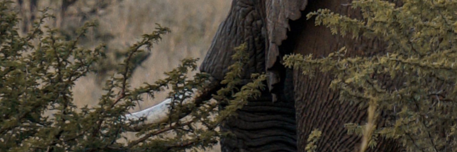 wibbbol's profile banner image
