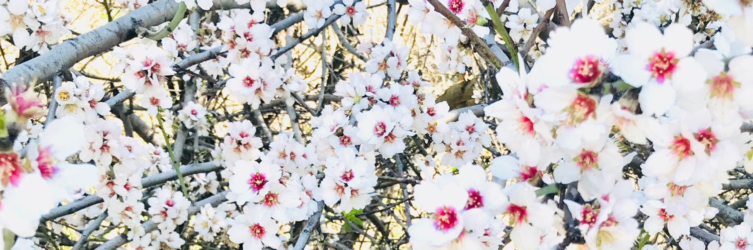 Shebatime's profile banner image