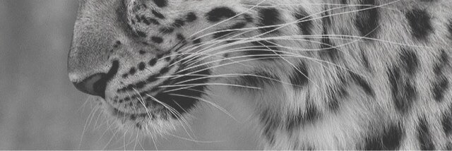 EEEEAZYYYYY's profile banner image